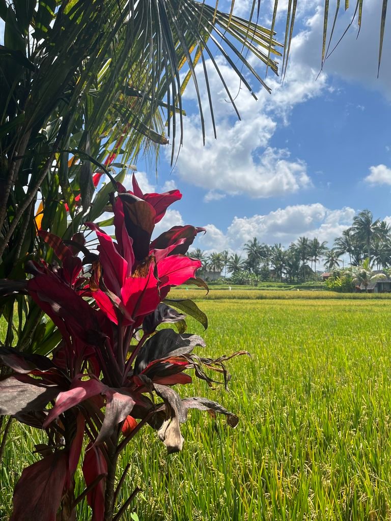 Rice field in Ubud