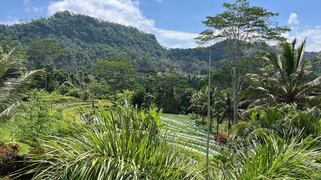 Rice fields Sidemen